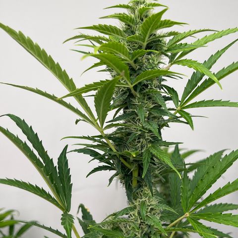 Skunk Auto growlog photo: 52”