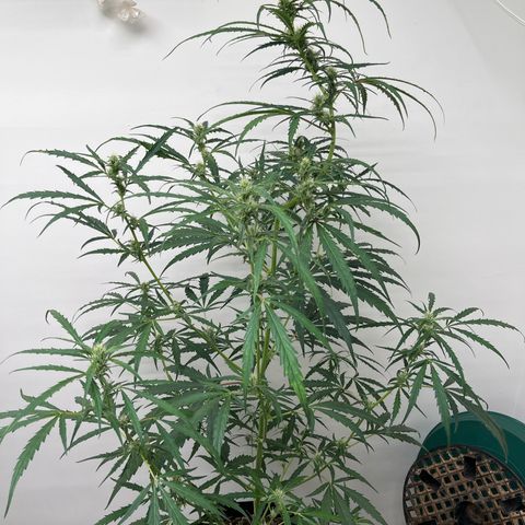 Banana Jealously growlog photo: 🍑Crescendo 46”