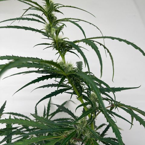Banana Jealously growlog photo: 🍑Crescendo 46”
