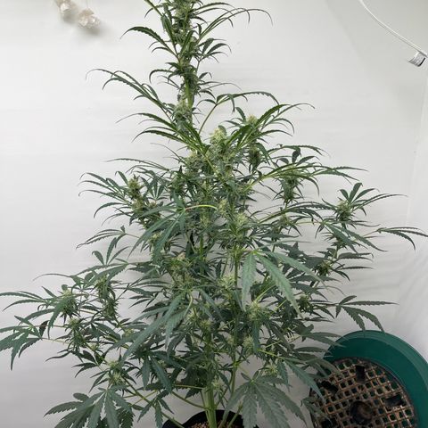 Banana Jealously growlog photo: 🍌Jealousy 46”