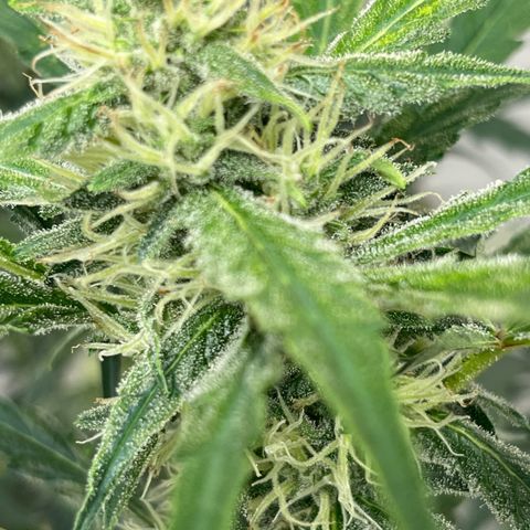 Banana Jealously growlog photo: 🍌Jealousy 46”