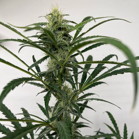 Banana Jealously growlog photo: 🍌Jealousy 46”