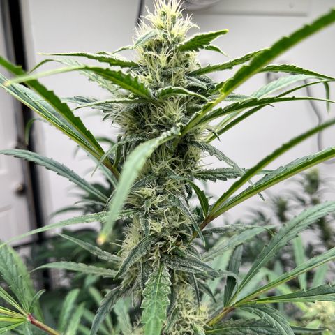 Banana Jealously growlog timeline photo