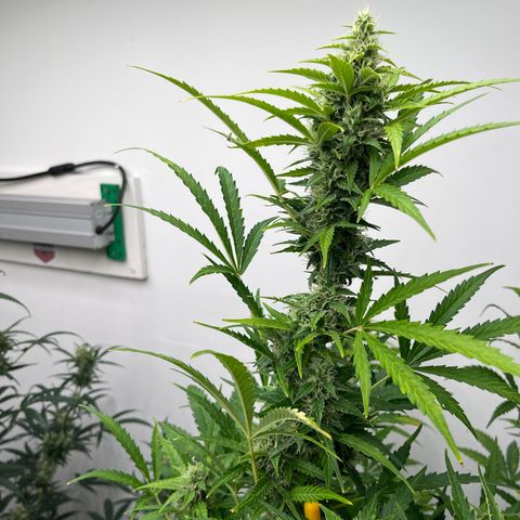 Skunk Auto growlog timeline photo