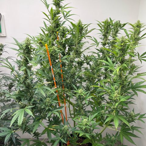Skunk Auto growlog timeline photo