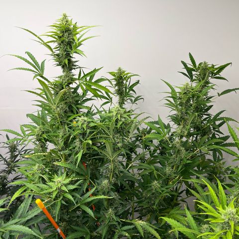 Skunk Auto growlog timeline photo