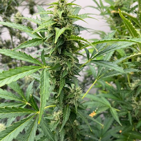 Skunk Auto growlog timeline photo