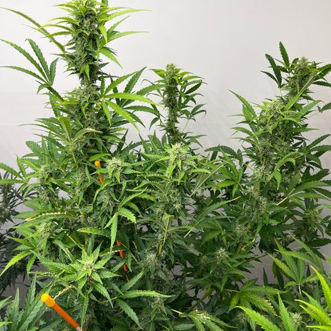 Skunk Auto growlog timeline photo