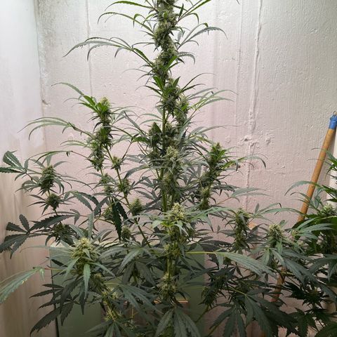Banana Jealously growlog timeline photo
