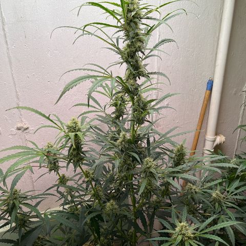 Banana Jealously growlog timeline photo