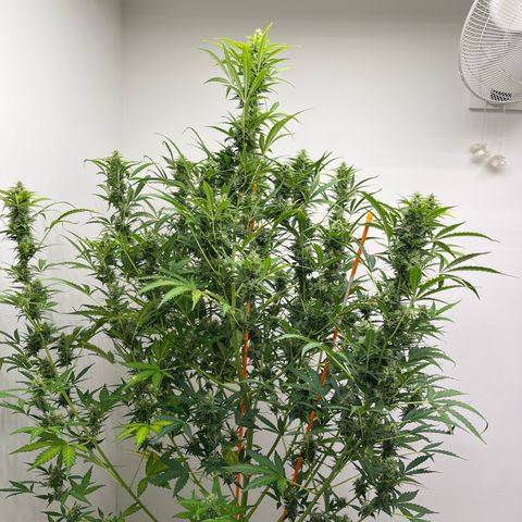 Skunk Auto growlog photo: This is huge! 
Yes that’s what she said!