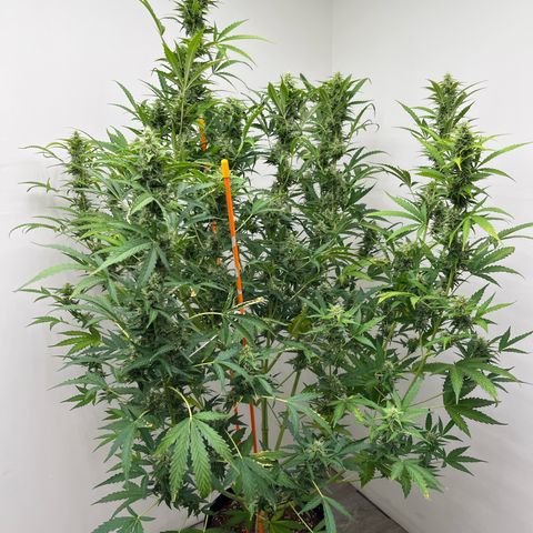 Skunk Auto growlog photo: This is huge! 
Yes that’s what she said!