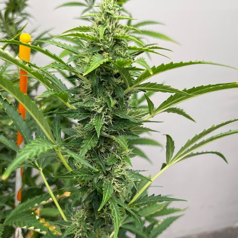 Skunk Auto growlog photo: This is huge! 
Yes that’s what she said!
