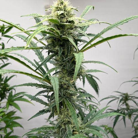 Banana Jealously growlog timeline photo