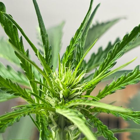 Peach Crescendo  growlog timeline photo