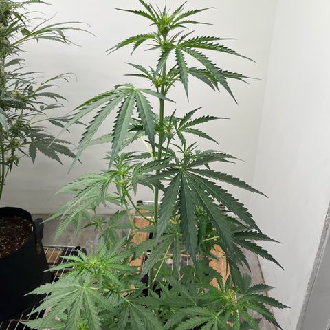 Peach Crescendo  growlog photo: 29”