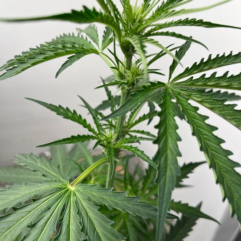 Peach Crescendo  growlog photo: 29”