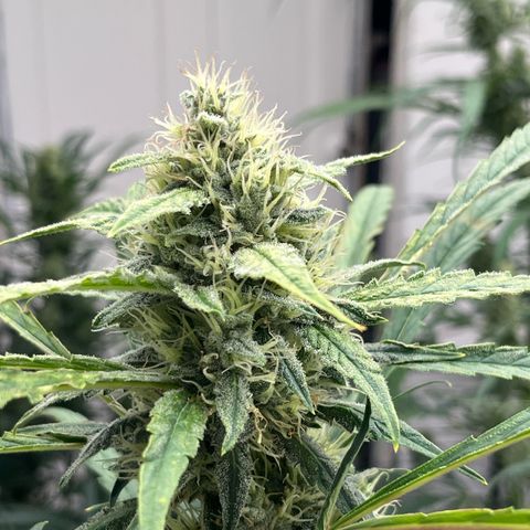 Banana Jealously growlog timeline photo
