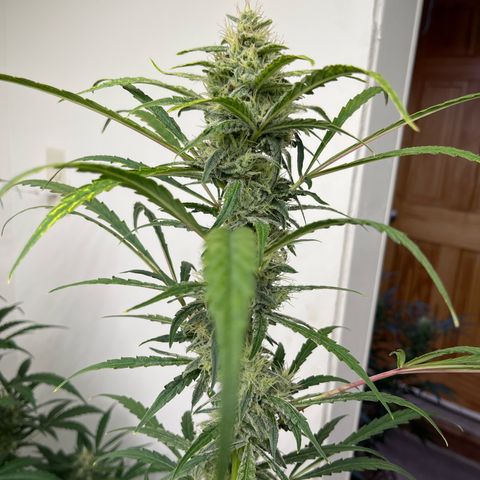 Banana Jealously growlog timeline photo