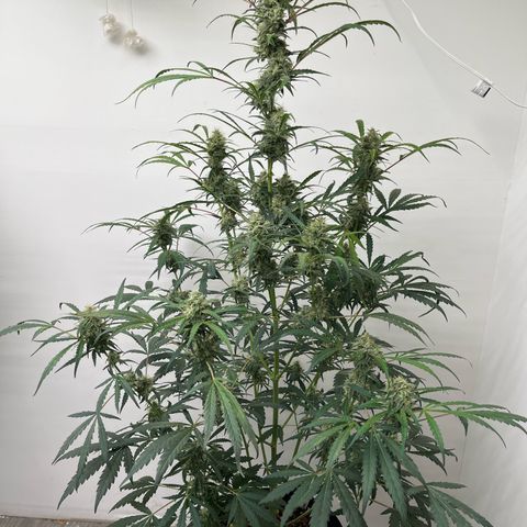 Banana Jealously growlog timeline photo