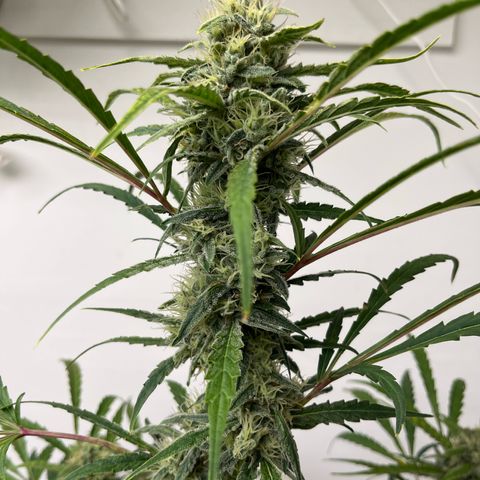 Banana Jealously growlog timeline photo