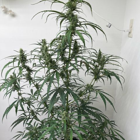 Peach Crescendo  growlog photo: Day 66