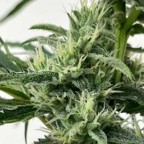 Peach Crescendo  growlog photo: Day 66