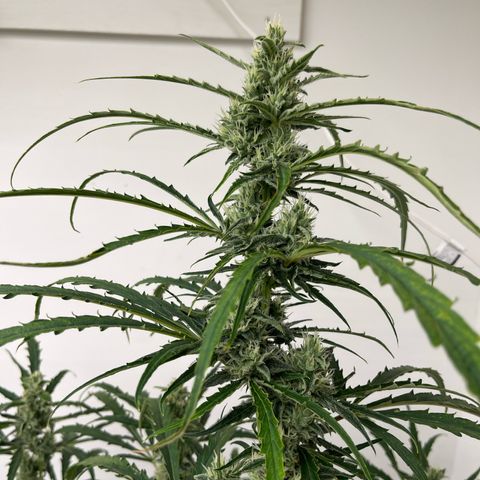 Peach Crescendo  growlog photo: Day 66