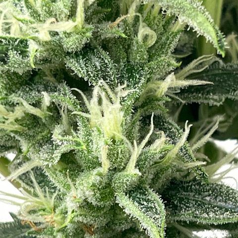 Peach Crescendo  growlog timeline photo