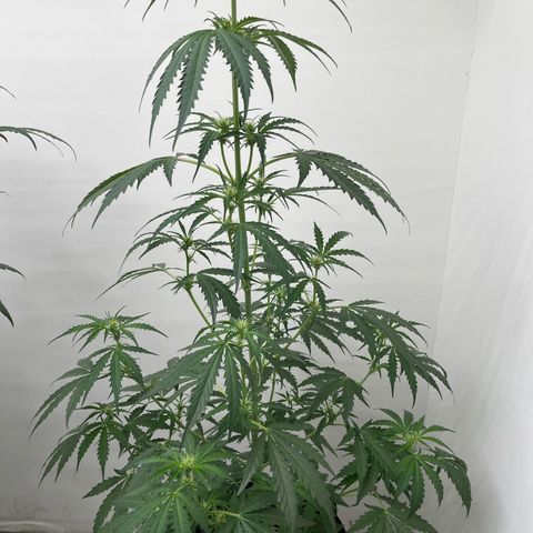 Peach Crescendo  growlog timeline photo