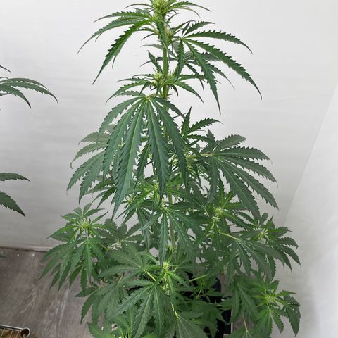 Peach Crescendo  growlog timeline photo
