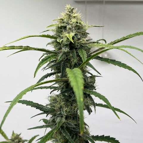 Banana Jealously growlog timeline photo