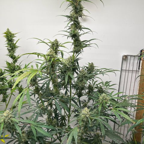 Banana Jealously growlog timeline photo