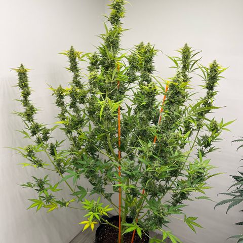 Skunk Auto growlog timeline photo