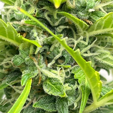Skunk Auto growlog timeline photo