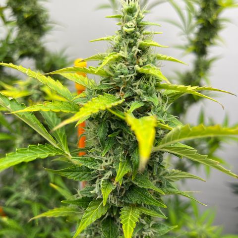 Skunk Auto growlog timeline photo
