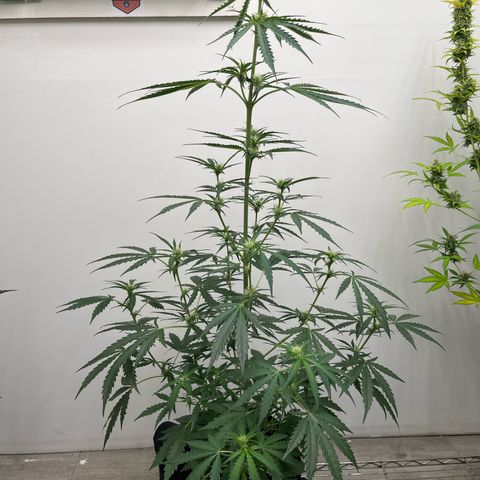 Peach Crescendo  growlog timeline photo