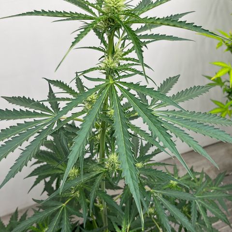 Peach Crescendo  growlog timeline photo