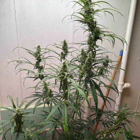 Peach Crescendo  growlog photo: 68 days