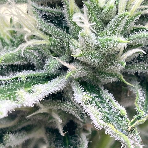 Peach Crescendo  growlog photo: 68 days