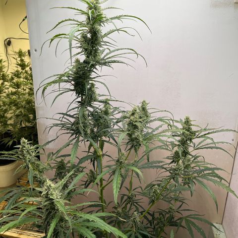 Peach Crescendo  growlog photo: 68 days