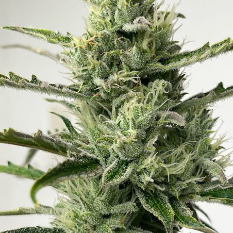 Peach Crescendo  growlog photo: Day 71
Started very slow…
