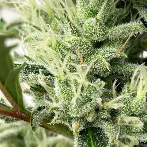 Peach Crescendo  growlog photo: Day 71
Started very slow…