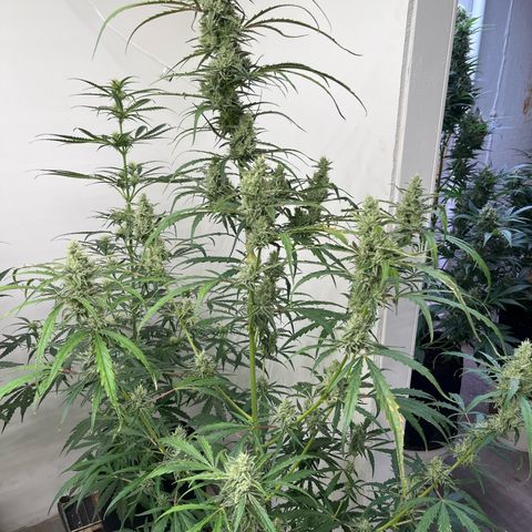 Peach Crescendo  growlog photo: Day 71
Started very slow…