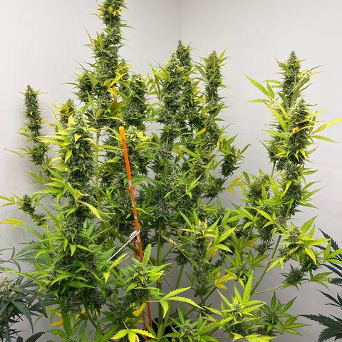 Skunk Auto growlog timeline photo