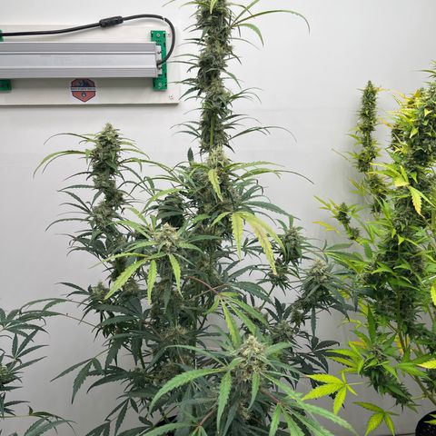 Banana Jealously growlog timeline photo