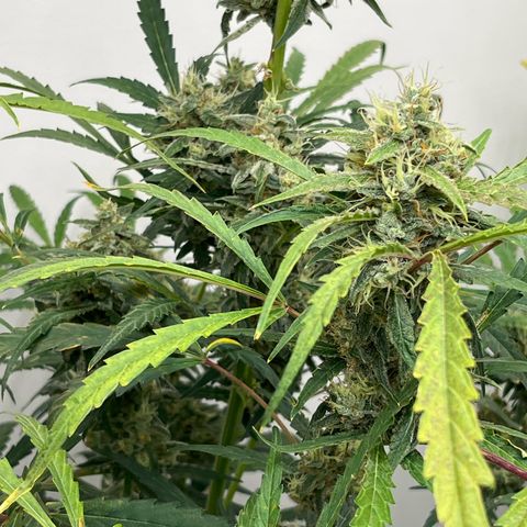 Banana Jealously growlog timeline photo