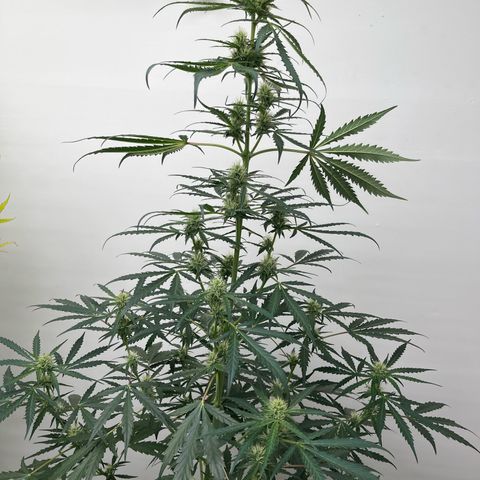 Peach Crescendo  growlog photo: 40” tall