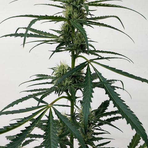 Peach Crescendo  growlog photo: 40” tall