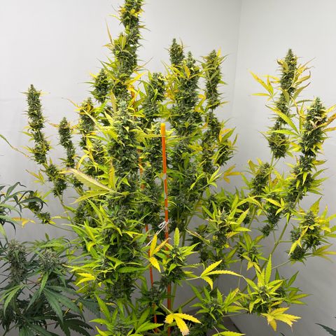 Skunk Auto growlog timeline photo